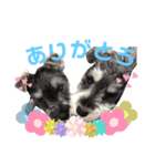 シュナウザーのナイトとケント（個別スタンプ：5）
