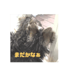 シュナウザーのナイトとケント（個別スタンプ：7）