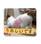 ジャックラッセルテリア☆Pocky（個別スタンプ：34）