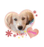 愛犬モモとのんびり生活（個別スタンプ：1）