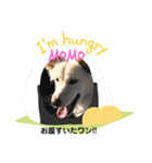愛犬モモとのんびり生活（個別スタンプ：4）