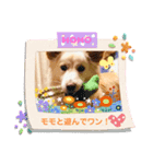 愛犬モモとのんびり生活（個別スタンプ：5）