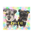 シュナのナイトとケント（個別スタンプ：7）