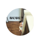わたるンプ1（個別スタンプ：7）