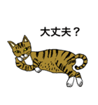 ねこ、時々男前（個別スタンプ：10）