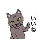 ねこ、時々男前（個別スタンプ：14）