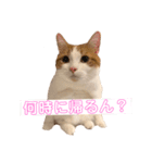 チロリの日常（個別スタンプ：1）