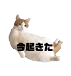 チロリの日常（個別スタンプ：2）