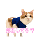 チロリの日常（個別スタンプ：3）