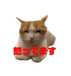 チロリの日常（個別スタンプ：4）
