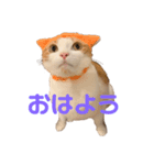 チロリの日常（個別スタンプ：5）