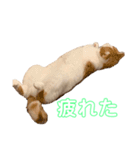 チロリの日常（個別スタンプ：8）