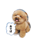 可愛い可愛い可愛いおいぬ（個別スタンプ：2）