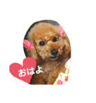 可愛い可愛い可愛いおいぬ（個別スタンプ：4）