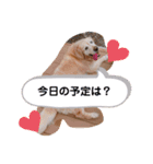 可愛い可愛い可愛いおいぬ（個別スタンプ：5）