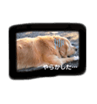 可愛い可愛い可愛いおいぬ（個別スタンプ：8）