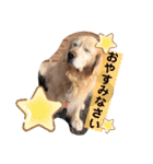 可愛い可愛い可愛いおいぬ（個別スタンプ：9）