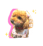 可愛い可愛い可愛いおいぬ（個別スタンプ：11）
