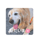 可愛い可愛い可愛いおいぬ（個別スタンプ：12）
