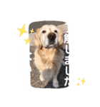 可愛い可愛い可愛いおいぬ（個別スタンプ：13）