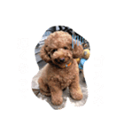 可愛い可愛い可愛いおいぬ（個別スタンプ：21）