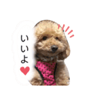 可愛い可愛い可愛いおいぬ（個別スタンプ：23）
