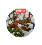 ミニトマト農家（個別スタンプ：2）