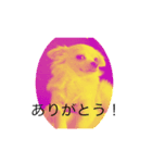 チワワ のあんずさん（個別スタンプ：1）