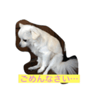 チワワ のあんずさん（個別スタンプ：2）