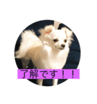 チワワ のあんずさん（個別スタンプ：4）