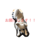 チワワ のあんずさん（個別スタンプ：6）