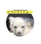 チワワ のあんずさん（個別スタンプ：7）