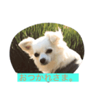 チワワ のあんずさん（個別スタンプ：8）