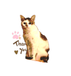 あげチャロ（個別スタンプ：1）