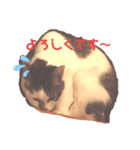 あげチャロ（個別スタンプ：2）