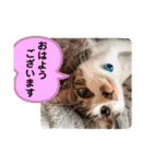 美猫 ご挨拶＆敬語（個別スタンプ：1）