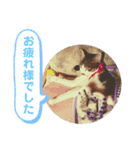 美猫 ご挨拶＆敬語（個別スタンプ：2）