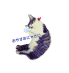 美猫 ご挨拶＆敬語（個別スタンプ：4）