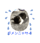 美猫 ご挨拶＆敬語（個別スタンプ：5）