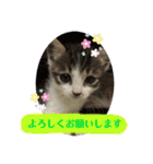 美猫 ご挨拶＆敬語（個別スタンプ：6）