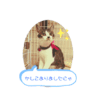 美猫 ご挨拶＆敬語（個別スタンプ：7）