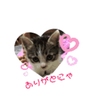 美猫 ご挨拶＆敬語（個別スタンプ：8）