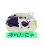 美猫 ご挨拶＆敬語（個別スタンプ：10）