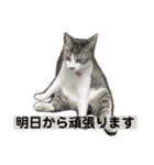 美猫 ご挨拶＆敬語（個別スタンプ：11）