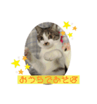 美猫 ご挨拶＆敬語（個別スタンプ：12）