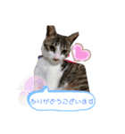 美猫 ご挨拶＆敬語（個別スタンプ：13）