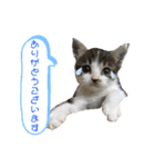 美猫 ご挨拶＆敬語（個別スタンプ：14）