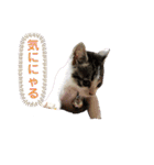 美猫 ご挨拶＆敬語（個別スタンプ：15）
