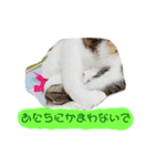 美猫 ご挨拶＆敬語（個別スタンプ：16）