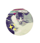 美猫 ご挨拶＆敬語（個別スタンプ：17）